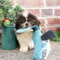 AKC Aztec , a male Shih Tzu for sale in Syracuse, IN – Photo 6 of 10