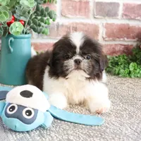 AKC Aztec , a male Shih Tzu for sale in Syracuse, IN – Photo 5 of 10