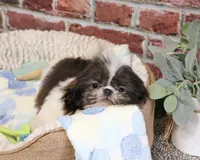 AKC Aztec , a male Shih Tzu for sale in Syracuse, IN – Photo 1 of 10