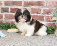 AKC Aztec , a male Shih Tzu for sale in Syracuse, IN – Photo 3 of 10