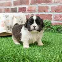 AKC Aztec , a male Shih Tzu for sale in Syracuse, IN – Photo 7 of 10