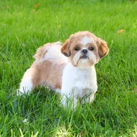 AKC Aztec , a male Shih Tzu for sale in Syracuse, IN – Photo 9 of 10