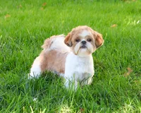 AKC Aztec , a male Shih Tzu for sale in Syracuse, IN – Photo 8 of 9