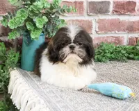 AKC Aztec , a male Shih Tzu for sale in Syracuse, IN – Photo 2 of 10