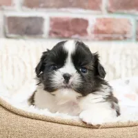 AKC Aztec , a male Shih Tzu for sale in Syracuse, IN – Photo 8 of 10