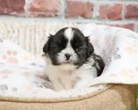 AKC Aztec , a male Shih Tzu for sale in Syracuse, IN – Photo 3 of 9