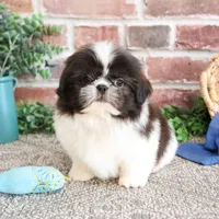 AKC Aztec , a male Shih Tzu for sale in Syracuse, IN – Photo 4 of 10
