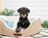 AKC Louie , a male Miniature Schnauzer for sale in Syracuse, IN – 4 of 10