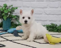AKC Oscar , a male West Highland White Terrier for sale in Syracuse, IN – 6 of 9