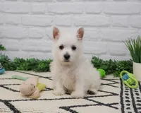 AKC Oscar , a male West Highland White Terrier for sale in Syracuse, IN – 7 of 9