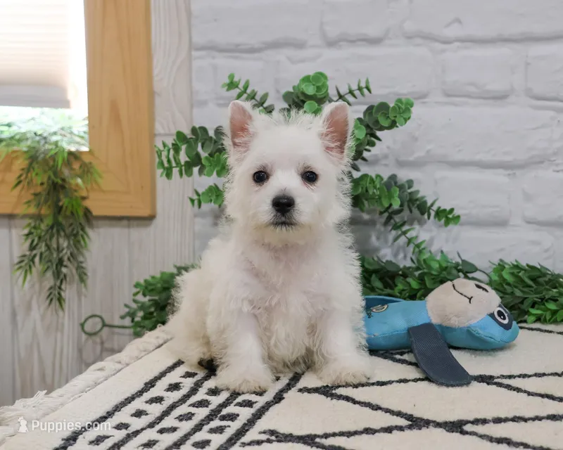 AKC Oscar  – West Highland White Terrier puppy for sale in Syracuse, IN