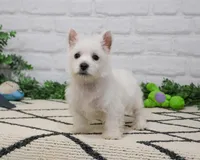 AKC Oscar , a male West Highland White Terrier for sale in Syracuse, IN – 4 of 9