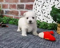AKC Oscar , a male West Highland White Terrier for sale in Syracuse, IN – Photo 6 of 9