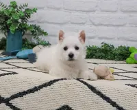 AKC Oscar , a male West Highland White Terrier for sale in Syracuse, IN – 2 of 9