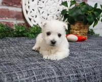 AKC Oscar , a male West Highland White Terrier for sale in Syracuse, IN – Photo 2 of 9