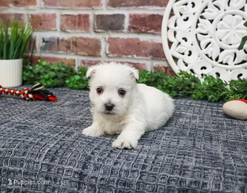 AKC Oscar  – West Highland White Terrier puppy for sale in Syracuse, IN