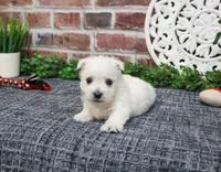 AKC Oscar , a male West Highland White Terrier for sale in Syracuse, IN – Photo 1 of 9