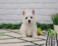 AKC Oscar , a male West Highland White Terrier for sale in Syracuse, IN – 3 of 9