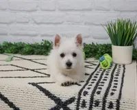 AKC Oscar , a male West Highland White Terrier for sale in Syracuse, IN – 5 of 9