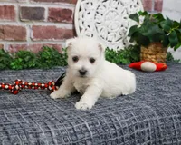 AKC Oscar , a male West Highland White Terrier for sale in Syracuse, IN – Photo 3 of 9