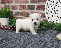 AKC Oscar , a male West Highland White Terrier for sale in Syracuse, IN – Photo 4 of 9