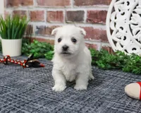 AKC Oscar , a male West Highland White Terrier for sale in Syracuse, IN – Photo 7 of 9