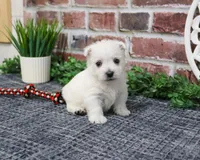 AKC Oscar , a male West Highland White Terrier for sale in Syracuse, IN – Photo 5 of 9