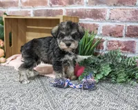 AKC Denise, a female Miniature Schnauzer for sale in Syracuse, IN – 4 of 5