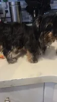 Rocky, a male Yorkshire Terrier for sale in North Port, FL – Photo 3 of 4