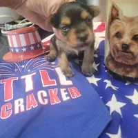 Mimi 2 Female Yorkie, a female Yorkshire Terrier for sale in North Port, FL – Photo 3 of 5