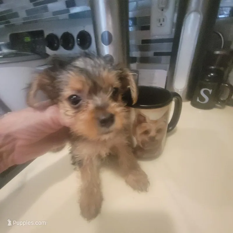 Mimi 2 Female Yorkie