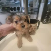 Mimi 2 Female Yorkie, a female Yorkshire Terrier for sale in North Port, FL – Photo 1 of 5