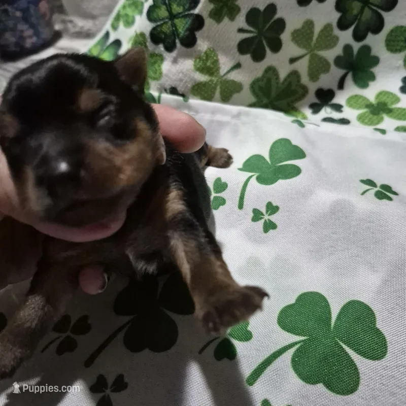 Liz Male Yorkie 2 – Yorkshire Terrier puppy for sale in North Port, FL