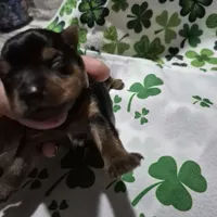 Liz Male Yorkie 2, a male Yorkshire Terrier for sale in North Port, FL – Photo 1 of 2