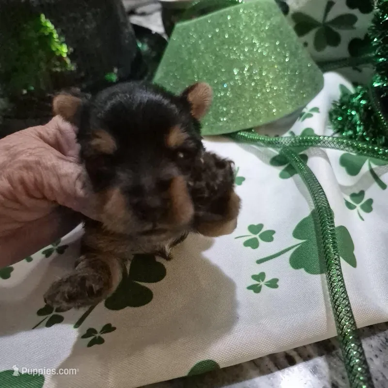 Liz Male Yorkie 2 – Yorkshire Terrier puppy for sale in North Port, FL