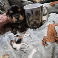 Liz Male Yorkie 2, a male Yorkshire Terrier for sale in North Port, FL – Photo 3 of 4