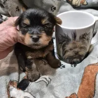 Liz Male Yorkie 2, a male Yorkshire Terrier for sale in North Port, FL – Photo 1 of 4