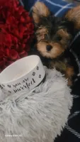 AKC Cupid, a male Yorkshire Terrier for sale in North Port, FL – Photo 2 of 10