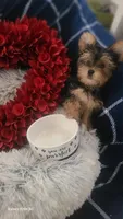AKC Cupid, a male Yorkshire Terrier for sale in North Port, FL – Photo 4 of 10