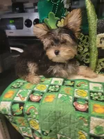AKC Cupid, a male Yorkshire Terrier for sale in North Port, FL – Photo 1 of 10