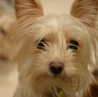 AKC Cupid, a male Yorkshire Terrier for sale in North Port, FL – Photo 10 of 10