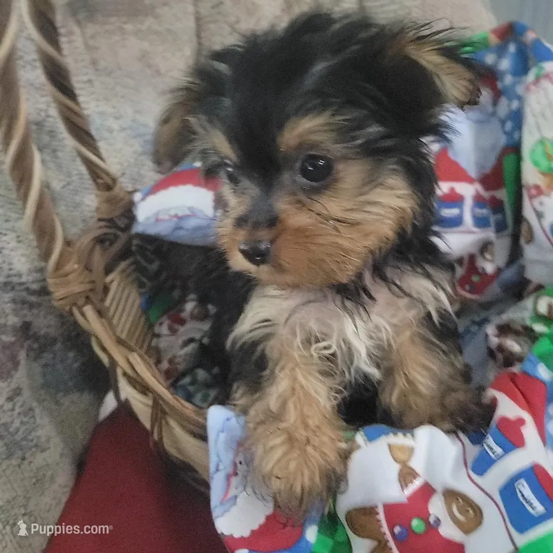 Diva's AKC Teacup Yorkie F