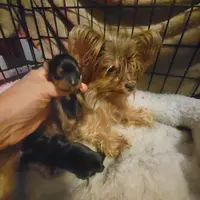 Diva's AKC Teacup Yorkie F, a female Yorkshire Terrier for sale in North Port, FL – Photo 4 of 5