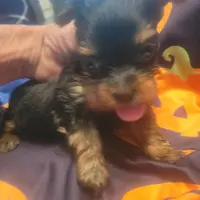Diva's AKC Teacup Yorkie F, a female Yorkshire Terrier for sale in North Port, FL – Photo 3 of 5