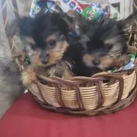 Diva's AKC Teacup Yorkie F, a female Yorkshire Terrier for sale in North Port, FL – Photo 2 of 5