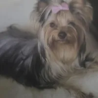 Liz Male Yorkie 1, a male Yorkshire Terrier for sale in North Port, FL – Photo 2 of 3