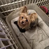 Liz Male Yorkie 1, a male Yorkshire Terrier for sale in North Port, FL – Photo 2 of 2