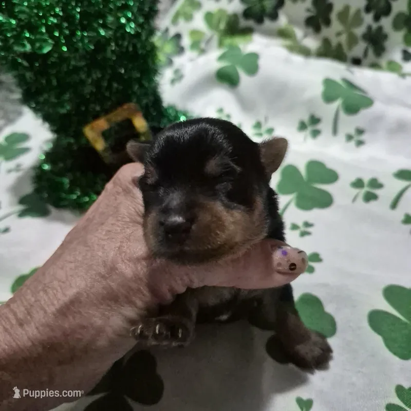 Liz Male Yorkie 1 – Yorkshire Terrier puppy for sale in North Port, FL