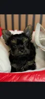 Luna Male Runt, a male Yorkshire Terrier for sale in North Port, FL – Photo 1 of 5
