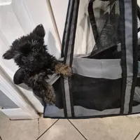 Luna Male Runt, a male Yorkshire Terrier for sale in North Port, FL – Photo 2 of 5